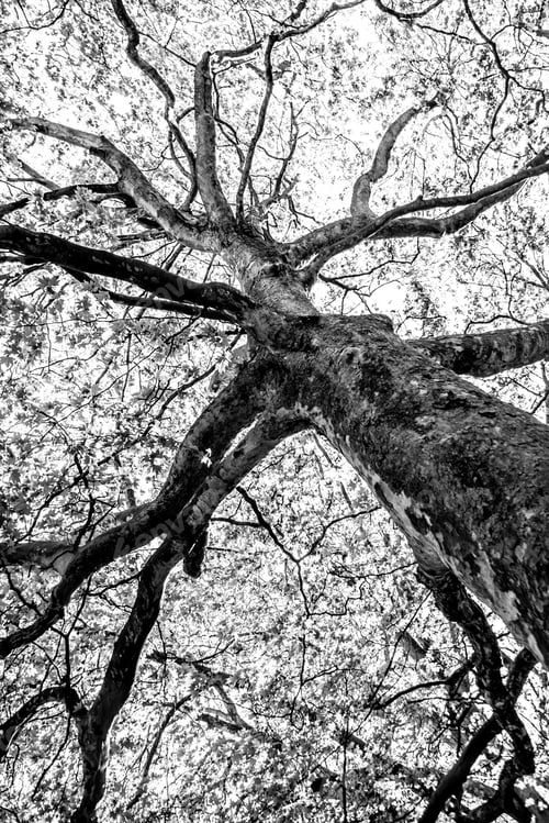 Preview: Black And White Graphical Natural Background Of Trees In Summer