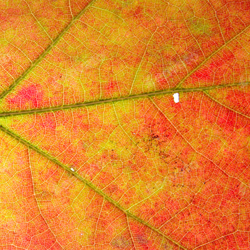 Preview: Creative Background With Leaf Pattern