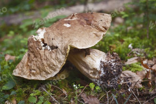 Preview: Boletus Mushroom In The Forest
