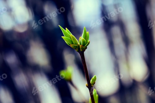 Preview: The First Spring Gentle Leaves, Buds And Branches Macro Background