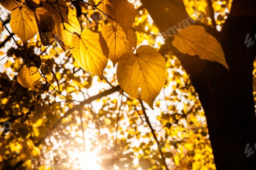 Preview: A Picture Of A Tree With Yellow Leaves