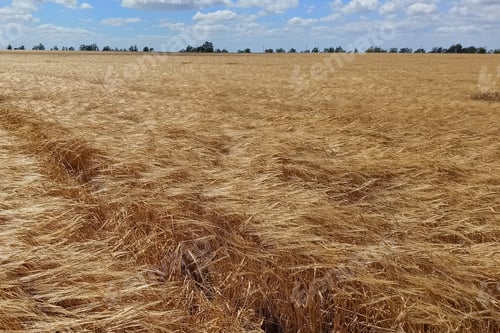 Preview: Beautiful Golden Field In Windy Weather