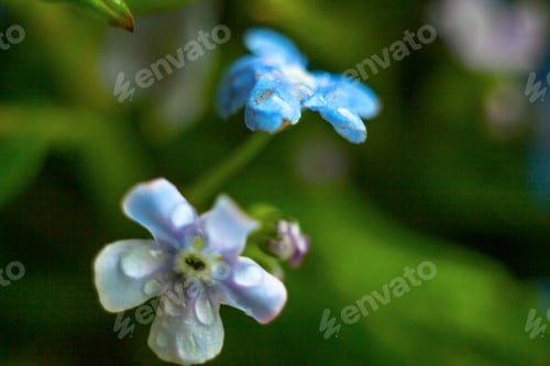 Preview: A Bunch Of Forget Me Nots With Morning Dew Drops