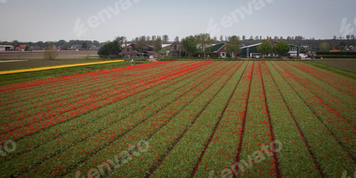 Preview: Tulip Field Taken In Holland