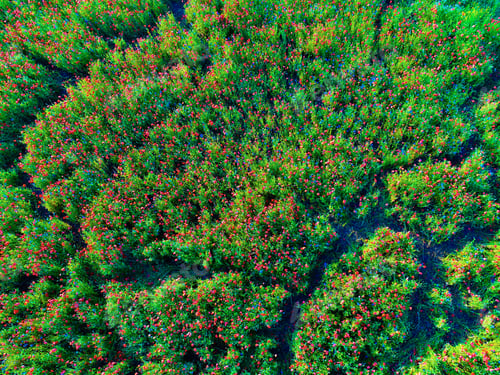 Preview: Large Field Of Red Poppy Flowers In Early Summer