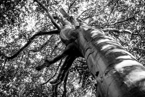 Preview: Black And White Graphical Natural Background Of Trees In Summer