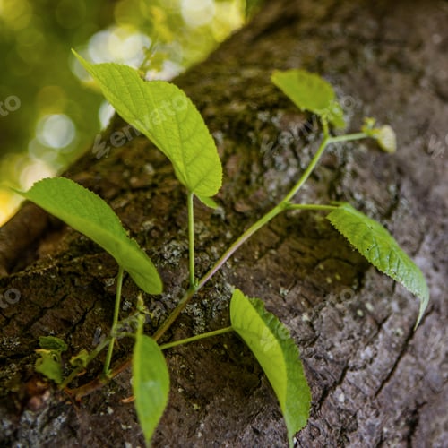 Preview: Tree Bark With Spring Tree Leafes