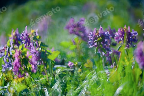 Preview: Violet Flower In Green Summer Grass Meadow Close-Up With Bright Sunlight. Sunny Spring Background