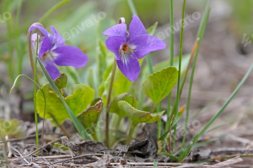 Preview: Beautiful Spring Violet Flower In Spring Grass