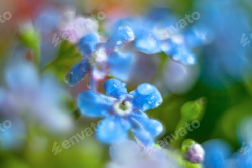 Preview: A Bunch Of Forget Me Nots With Morning Dew Drops