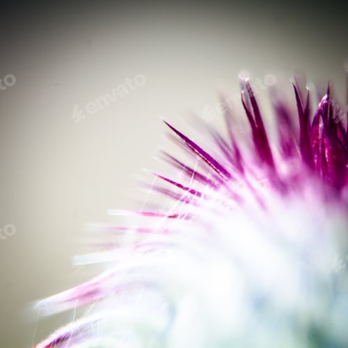 Preview: Closeup Of A Milk Thistle Flower
