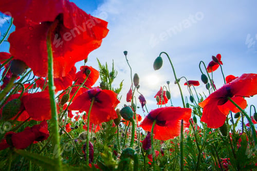 Vista previa: Flores de amapola de color rojo brillante sobre el fondo del cielo azul
