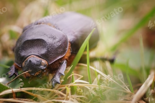 Preview: Rhinoceros Beetle Macro