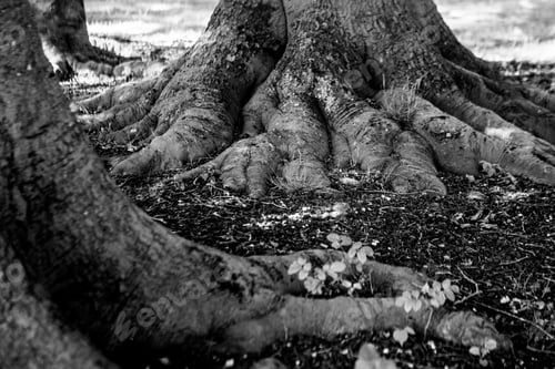 Preview: Black And White Graphical Natural Background Of Trees In Summer