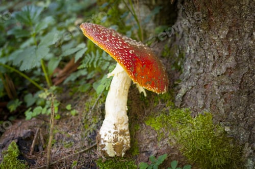 Preview: Large Red Mushroom / Toadstool Standing In The Forest