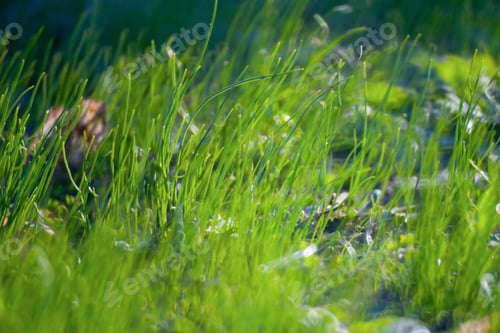 Preview: Green Summer Grass Meadow Close-Up With Bright Sunlight. Sunny Spring Background