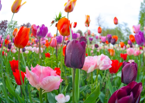 Preview: Colorful Tulips. Tulips In Spring,Colourful Tulip