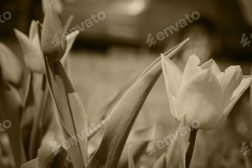 Preview: Flowering Tulips In Spring