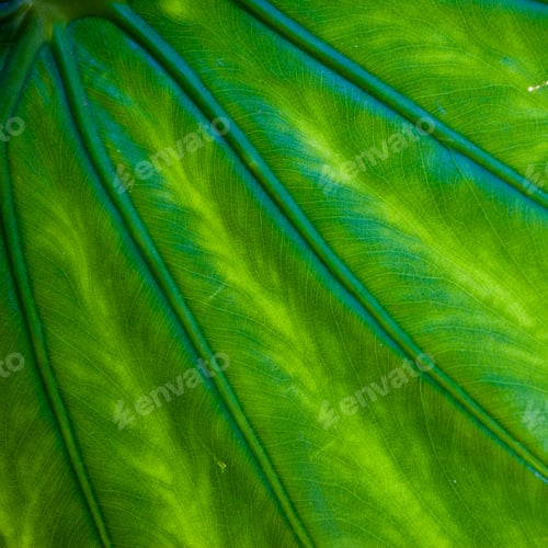 Preview: Beautiful Bright Green Alocasia Leaf Texture Background