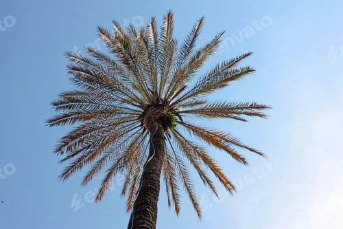 Preview: An Image Of Three Palm Trees And The Blue Sky
