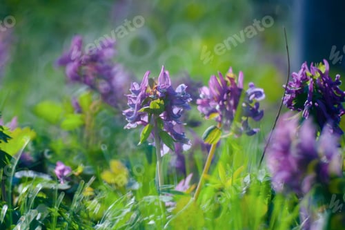 Preview: Violet Flowers In Green Summer Grass Meadow Close-Up With Bright Sunlight. Sunny Spring Background