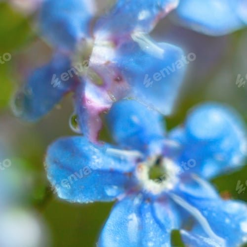 Preview: A Bunch Of Forget Me Nots With Morning Dew Drops