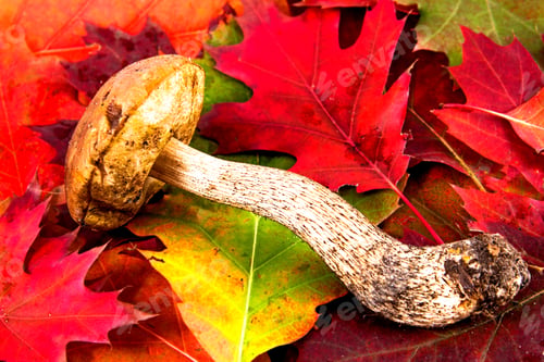 Preview: Autumn Background With Leafes And Mushrooms