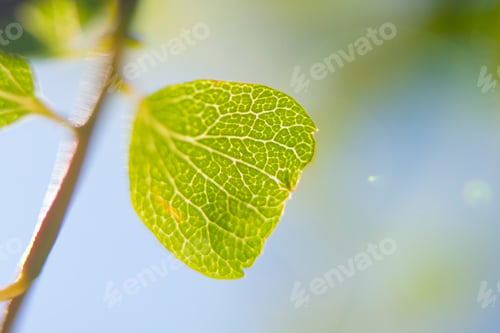 Preview: Fresh Green Leaf In Spring
