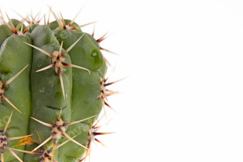 Preview: Green Cactus Closeup On White