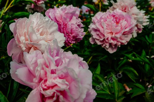 Preview: Beutiful Peony Flower Taken In Botanical Garden In Summer