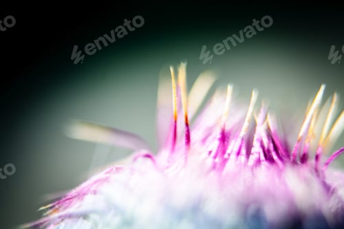 Preview: Closeup Of A Milk Thistle Flower