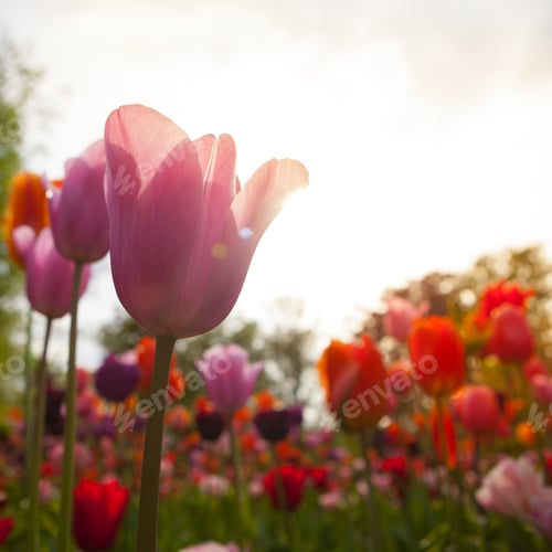 Preview: Tulip. Colorful Tulips. Tulips In Spring,Colourful Tulip