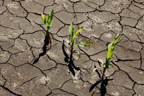 Preview: Dry Cracked Earth With Plant Struggling For Life, Drought