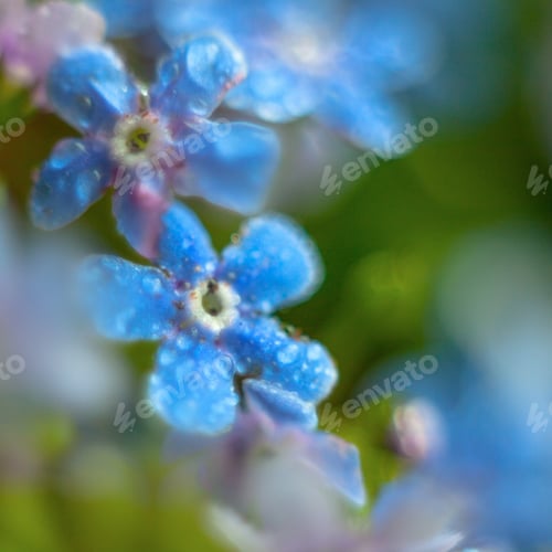 Preview: A Bunch Of Forget Me Nots With Morning Dew Drops