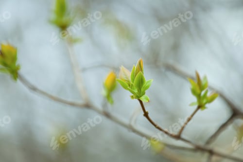 Preview: The First Spring Gentle Leaves, Buds And Branches Macro Background