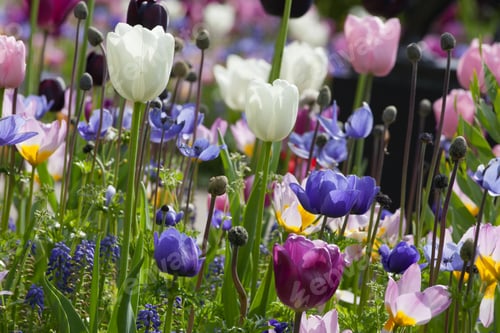 Preview: Colorful Tulips In The Park.