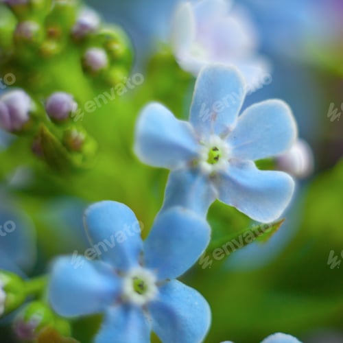 Preview: Macro Of Forget-Me-Not Flower