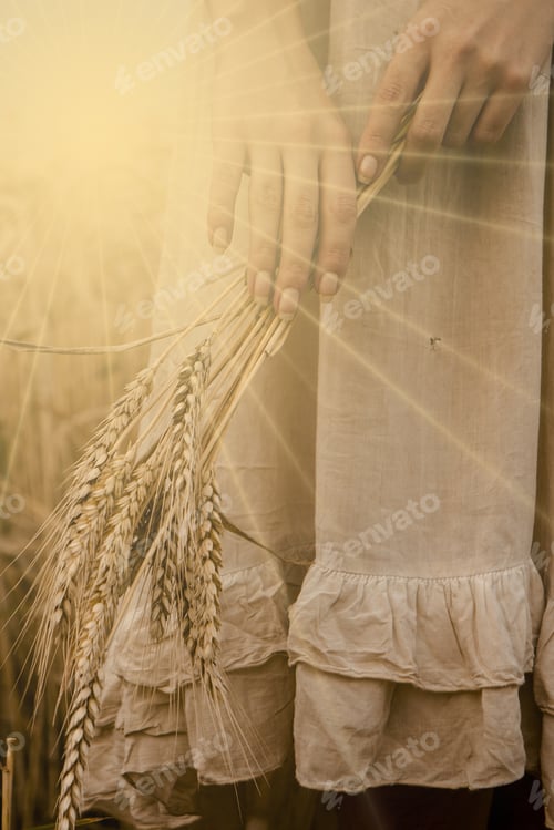 Preview: Ripe Ears Wheat In Woman Hands Against A Background Of Wheat Field