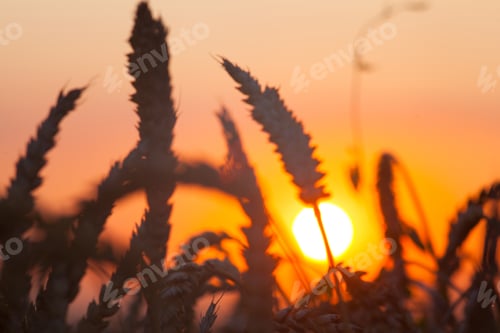 Preview: Backdrop Of Ripening Ears Of Yellow Wheat Field On The Sunset Cloudy Orange Sky Background Copy