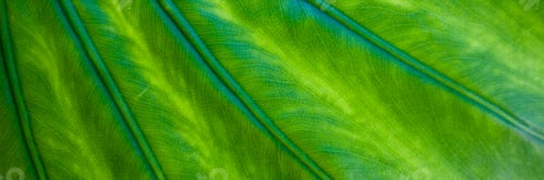 Preview: Beautiful Bright Green Alocasia Leaf Texture Background
