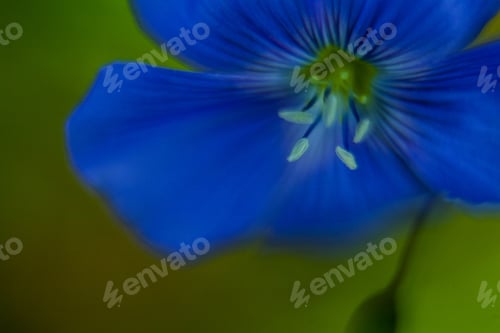 Preview: Close-Up Of Blue Flax Flower. Macro
