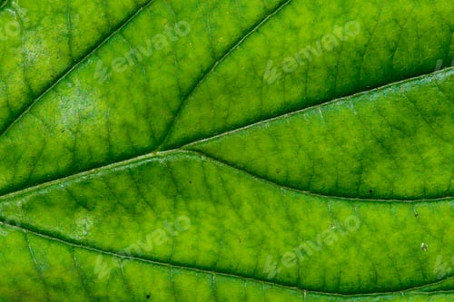 Preview: Green Leaf With Structure, Macro