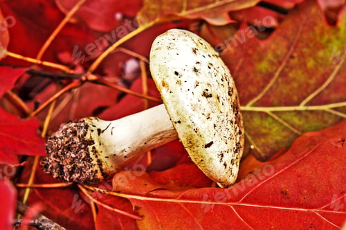 Preview: Autumn Background With Leafes And Mushrooms