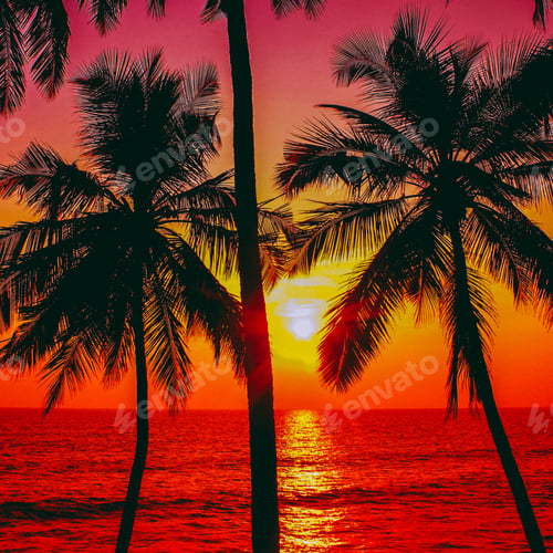 Preview: Palms And Sun, Tropical Sunset Taken In Goa, India