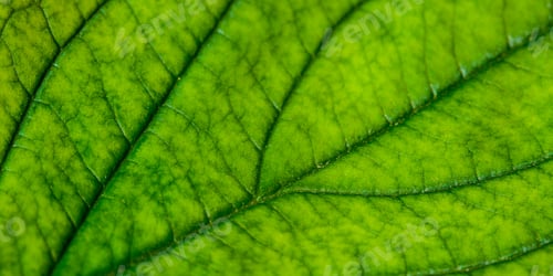 Preview: Green Leaf With Structure, Macro