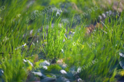 Preview: Green Summer Grass Meadow Close-Up With Bright Sunlight. Sunny Spring Background