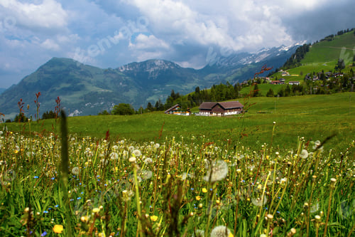 Preview: Idyllic Switzerland Alpine Meadows