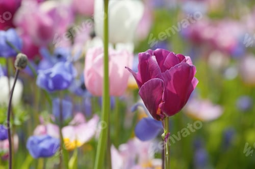 Preview: Colorful Tulips In The Park.