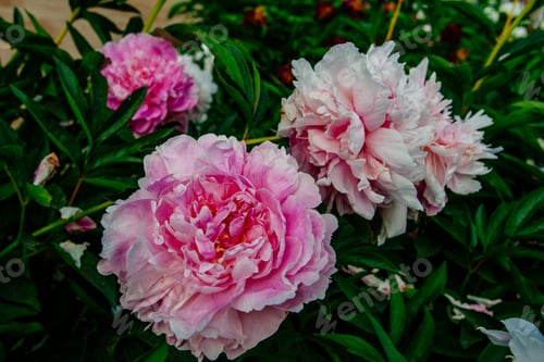 Preview: Beutiful Peony Flower Taken In Botanical Garden In Summer
