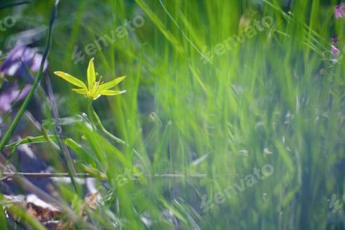 Preview: Yellow Flower In Green Summer Grass Meadow Close-Up With Bright Sunlight. Sunny Spring Background